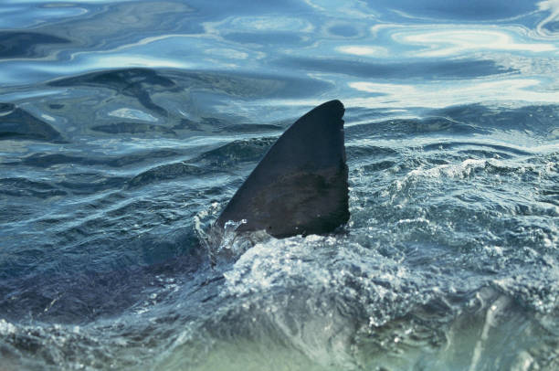 istock Great White Shark dorsal fin at surface. 1296181322