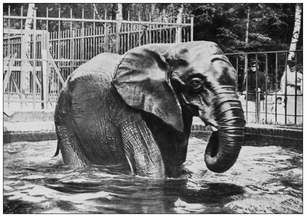 istock Antique black and white photograph of animals: Elephant 1296182109