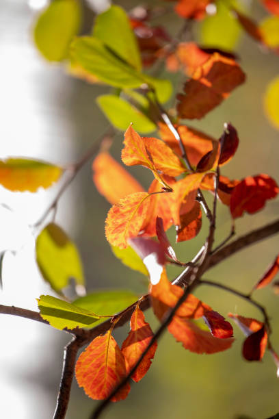 istock orange leaves on a light background lit by the suns, natural background, vertical 1296182544