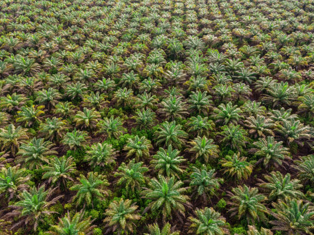 Palm oil plantation aerial shot stock photo