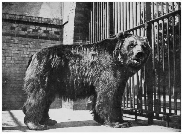istock Antique black and white photograph of animals: ursus behringianus 1296183294