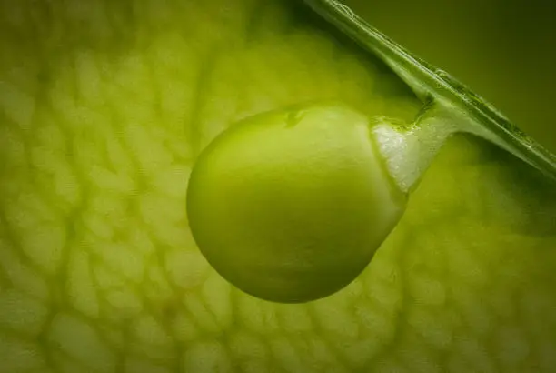 Snow Pea Close Up, extreme close up of vegetable fruit