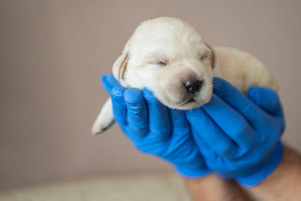 istock Newborn puppies 1296183379