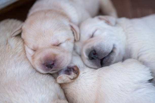 Newborn puppies at their box