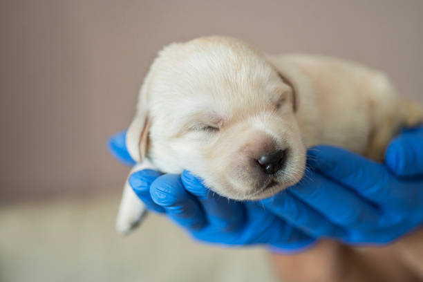 istock Newborn puppies 1296183584