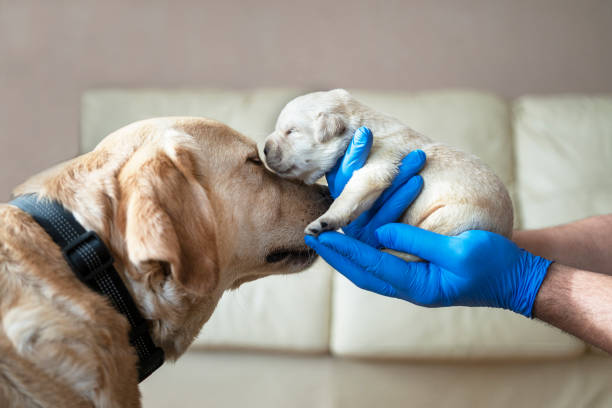 istock Newborn puppies with their mother 1296183586