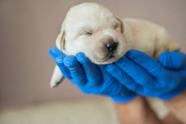 istock Newborn puppies 1296183622