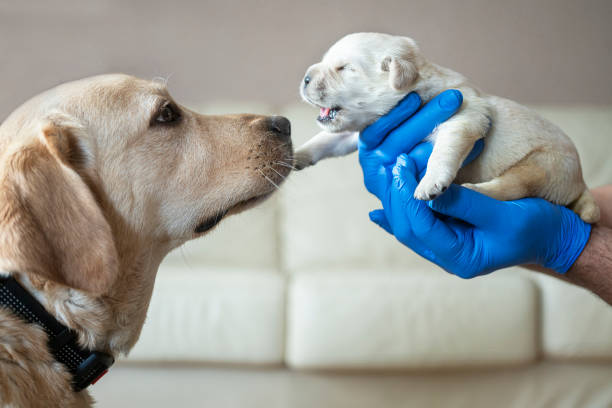 Newborn puppies with their mother Newborn puppies with their mother newborn animal stock pictures, royalty-free photos & images