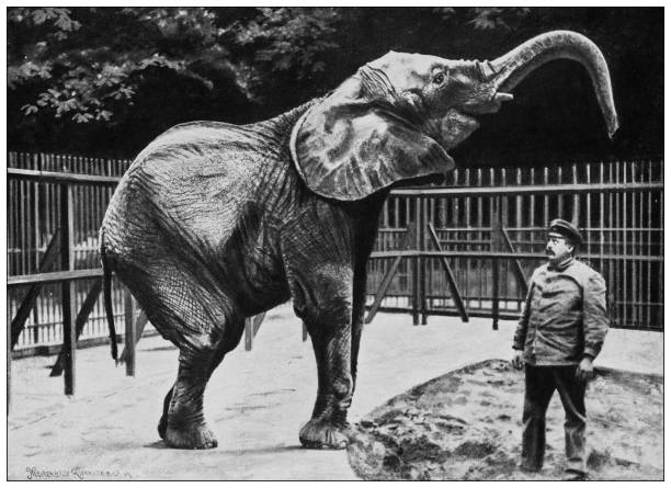 istock Antique black and white photograph of animals: African Elephant 1296183839