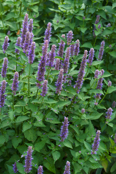 Close-up image of Anise hyssop flowers Anise hyssop (Agastache foeniculum). Called Blue giant hyssop, Fragrant giant hyssop and Lavender giant hysop also agastache stock pictures, royalty-free photos & images