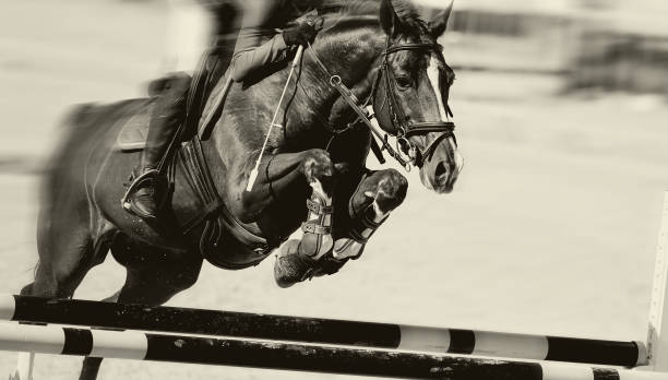 istock The horse overcomes an obstacle. Equestrian sport, jumping. Overcome obstacles. 1296184835