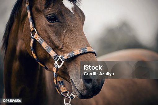 istock Portrait of a young sports horse 1296184856