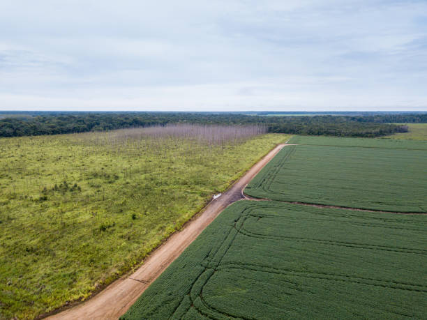 vista aérea de drone do plantio de soja em fazenda de soja, estrada de terra e área de desmatamento na floresta amazônica, brasil. - monocultura - fotografias e filmes do acervo