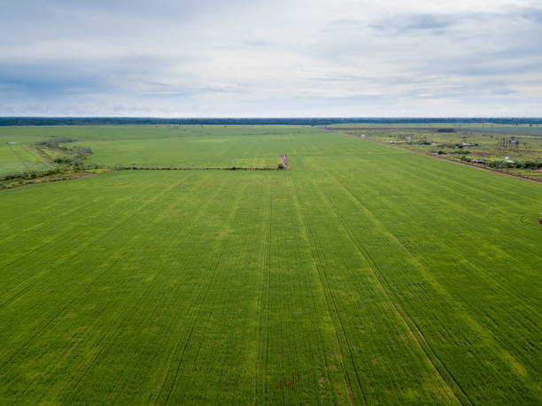vue aérienne de drone de la grande plantation de soja dans la ferme de soja et la zone de déforestation dans la forêt amazonienne, brésil. - monoculture photos et images de collection