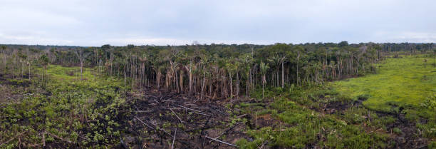 Panoramic aerial view of burn meadow,cut trees in cattle pasture farm in the Amazon rainforest, Brazil. Panoramic aerial view of burn meadow,cut trees in cattle pasture farm in the Amazon rainforest, Brazil. Concept of ecology, conservation, deforestation, agriculture, global warming and environment. deforestation photos stock pictures, royalty-free photos & images