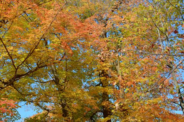 istock Colorful Autumn Foliage In West Central Minnesota 1296187600