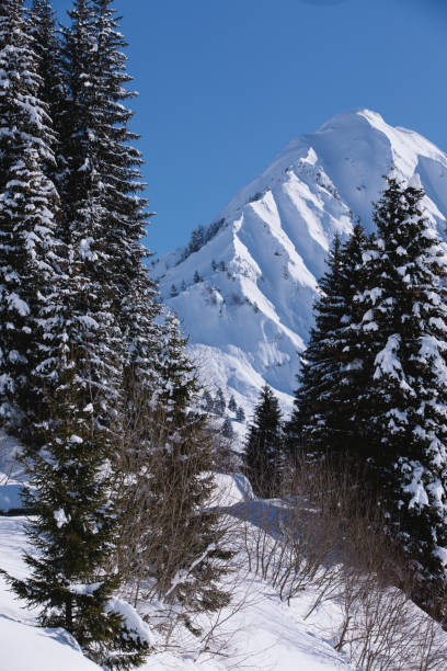 istock Beautiful winter background. Tall trees and snow-capped rocks on the back clan. 1296187608