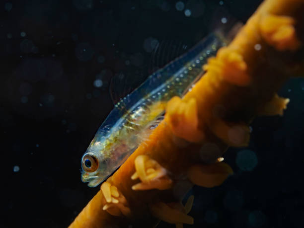 istock Large Whip Goby, Peitschen Zwerggrundel (Bryaninops amplus) 1296187950