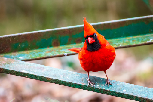 Male cardinal perched on fence