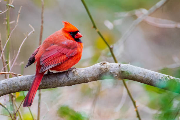 istock Male northern cardinal portrait 1296189162