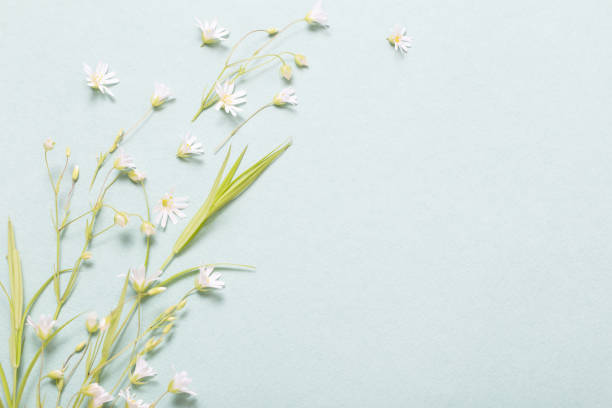 istock wild flowers on paper background 1296190364