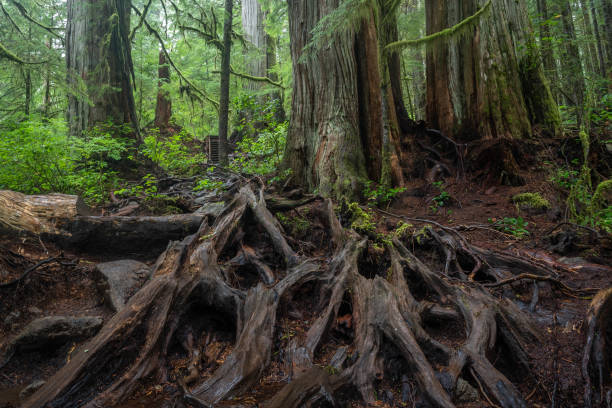 Roots and old growth forest in the Avatar Grove near Port Renfrew, Vancouver Island.
