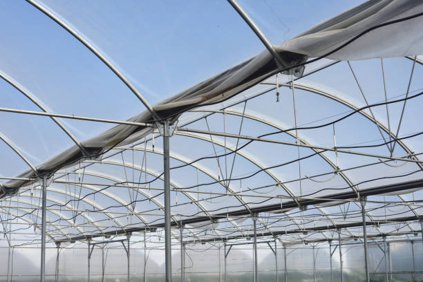 istock Internal structure in greenhouse with sprinkler irrigation 1296192522