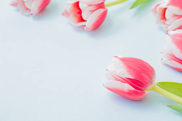 istock Valentines day frame with pink tulips on a light green background 1296194911