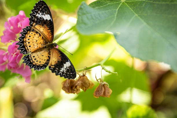 istock Butterfly on a green leaf of a flower. 1296195283