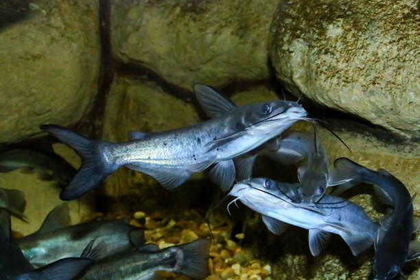 istock The channel catfish (Ictalurus punctatus), invasive species in Spain. 1296195335