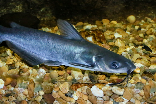 The channel catfish is North America's most numerous catfish species.