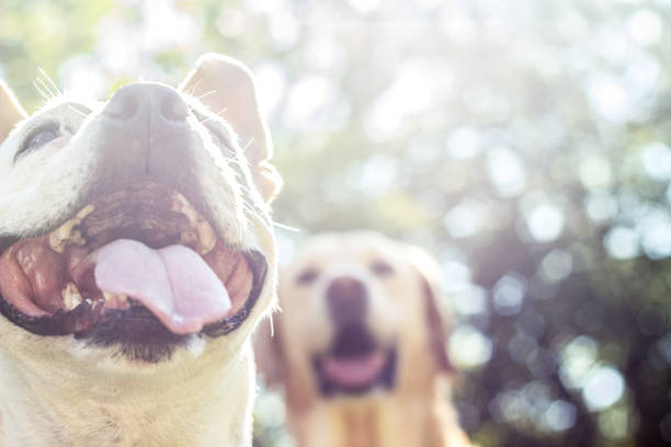 istock Happy dog friends 1296195775