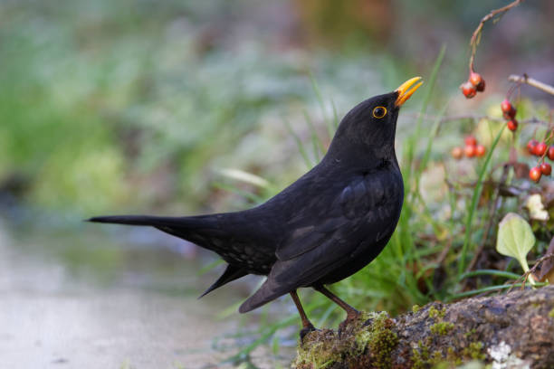 male black bird (Turdus merula) male black bird (Turdus merula) blackbird stock pictures, royalty-free photos & images