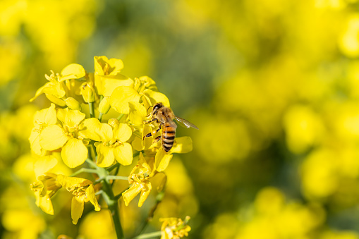 Bee on a rapeseed flower