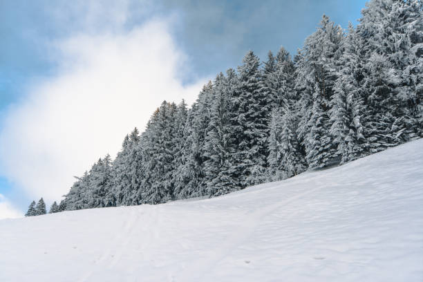 istock Snow field with snowy forest and blue sky 1296196537