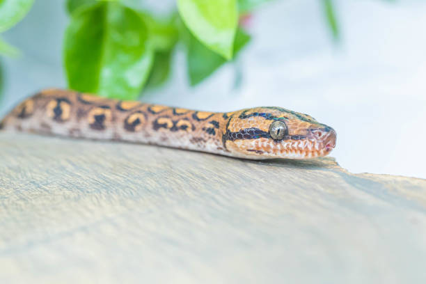 istock Macro of Epicrates cenchria head on wooden surface on blurred background 1296196839