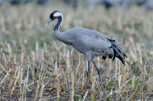Grey crowned crane (Balearica regulorum) in Amboseli NP Kenya, 