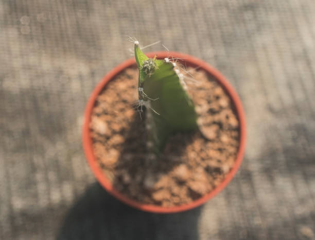 cactus plant or succulent plant, natively growing in dry environments