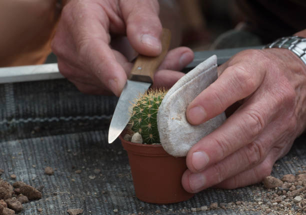 cactus plant or succulent plant, natively growing in dry environments
