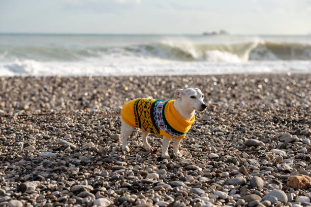 istock White cute dog wearing a yellow sweater 1296200936