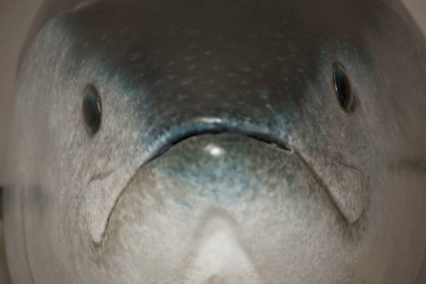 fish symbol, an aquatic animal which lives in the water