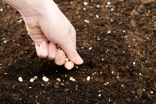 gardening, hands plant seeds in the soil