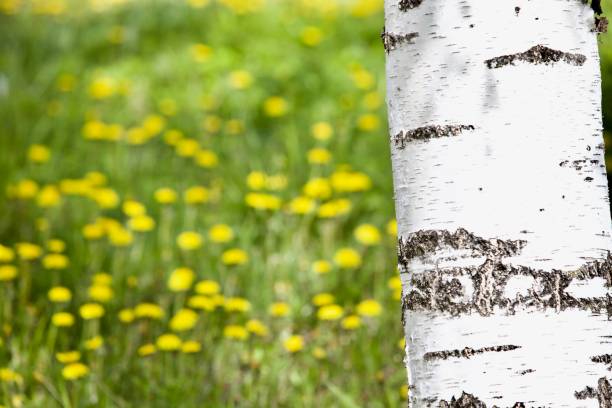 istock Bright white birch tree on a flower meadow close-up. 1296201156