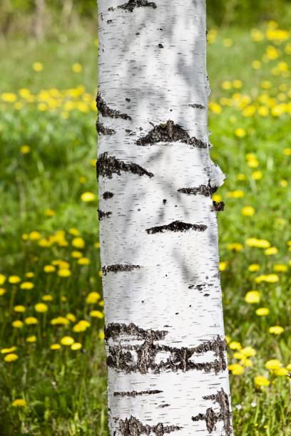 istock Bright white birch tree on a flower meadow close-up. 1296201183