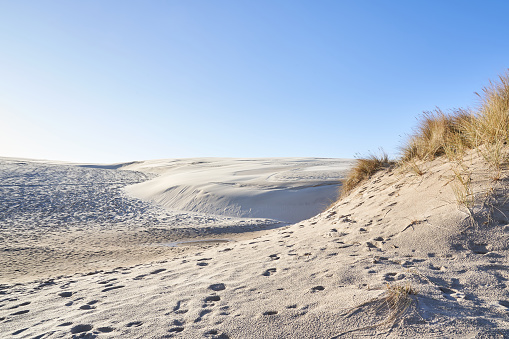 A entry view to the large sand dune with marram grass in the foreground on a sunny day with a clear blue sky.