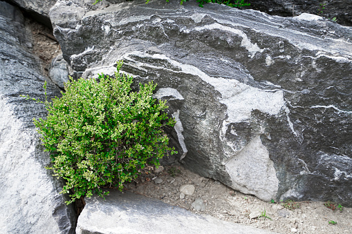 Boxwood among large gray stones in the park