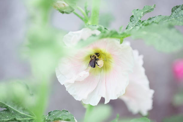 istock Bumble bee pollinating a beautiful old fashioned soft pink Hollyhock 1296203565
