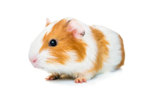 istock Guinea pig isolated on a white background. Domestic guinea pig. 1296204082
