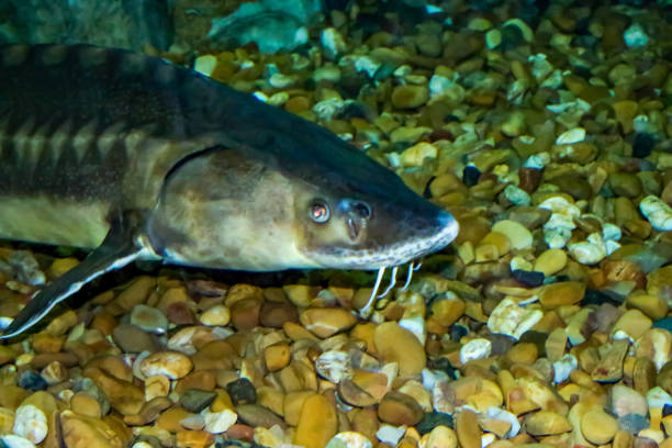 istock Acipenser naccarii, the Adriatic sturgeon. 1296204682