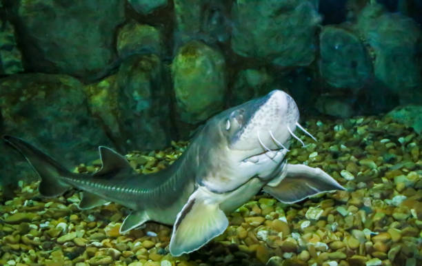 istock Acipenser naccarii, the Adriatic sturgeon. 1296204683